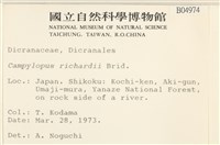 節莖曲柄蘚藏品圖，第2張