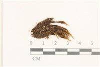 節莖曲柄蘚藏品圖，第1張