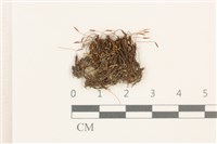 扭口蘚藏品圖，第1張