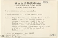 齒邊廣萼苔藏品圖，第2張