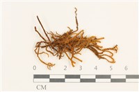 齒邊廣萼苔藏品圖，第1張