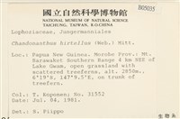 齒邊廣萼苔藏品圖，第2張