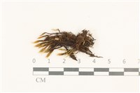 登錄號:B00005036藏品圖，第1張