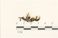 登錄號:B00005038藏品圖，第1張