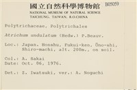 仙鶴蘚藏品圖，第2張