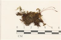 仙鶴蘚藏品圖，第1張