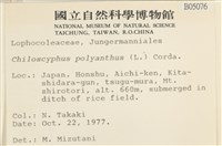 多胞裂萼苔藏品圖，第2張