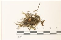 多胞裂萼苔藏品圖，第1張