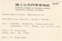 東亞小錦蘚藏品圖，第2張