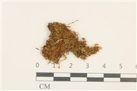 東亞小錦蘚藏品圖，第1張