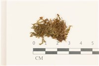 裸莖鞭苔藏品圖，第1張