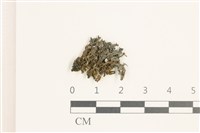 壺苞苔藏品圖，第1張