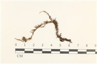 蟲毛蘚藏品圖，第1張