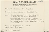 威氏青蘚藏品圖，第2張