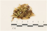 威氏青蘚藏品圖，第1張