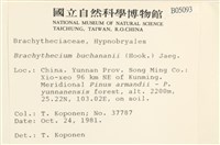 細枝青蘚藏品圖，第2張