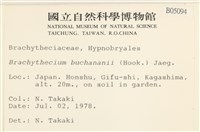 細枝青蘚藏品圖，第2張