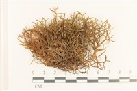 登錄號:B00005095藏品圖，第1張