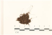登錄號:B00005097藏品圖，第1張