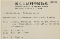 毛擬叉苔藏品圖，第2張