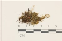 毛擬叉苔藏品圖，第1張