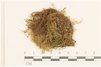 Accession Number:B00005118 Collection Image, Figure 1, Total 2 Figures