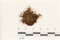 登錄號:B00005128藏品圖，第1張