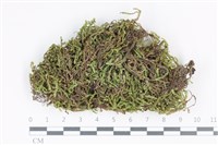 登錄號:B00005135藏品圖，第1張