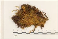 登錄號:B00005162藏品圖，第1張