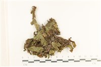 蛇苔藏品圖，第1張