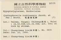 粗齒雉尾蘚藏品圖，第2張