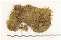 鞭苔,三裂鞭苔藏品圖，第1張