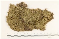 登錄號:B00005184藏品圖，第1張