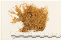 登錄號:B00005200藏品圖，第1張