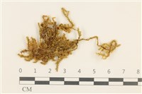 登錄號:B00005217藏品圖，第1張