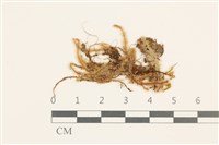 登錄號:B00005241藏品圖，第1張