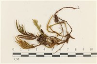 登錄號:B00005246藏品圖，第1張