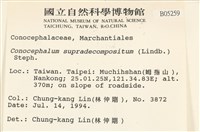 小蛇苔藏品圖，第2張