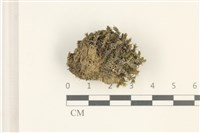 登錄號:B00005261藏品圖，第1張