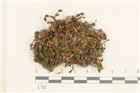 登錄號:B00005276藏品圖，第1張