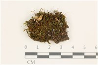 登錄號:B00005285藏品圖，第1張