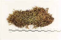 厚角鞭苔藏品圖，第1張