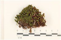 登錄號:B00005293藏品圖，第1張