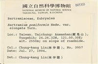 梨蒴珠蘚長形變種藏品圖，第2張