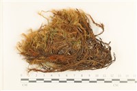 梨蒴珠蘚長形變種藏品圖，第1張