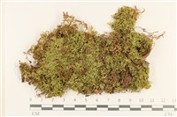 登錄號:B00005323藏品圖，第1張