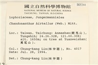 齒邊廣萼苔藏品圖，第2張