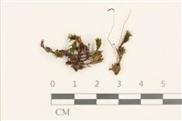 登錄號:B00005346藏品圖，第1張