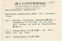 梨蒴珠蘚長形變種藏品圖，第2張