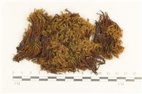 梨蒴珠蘚長形變種藏品圖，第1張